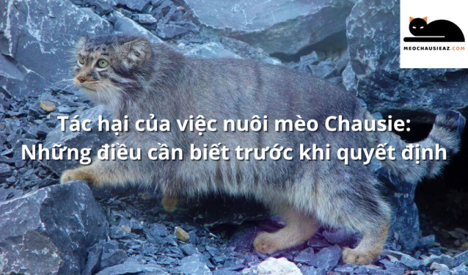 Tác hại của việc nuôi mèo Chausie: Những điều cần biết trước khi quyết định