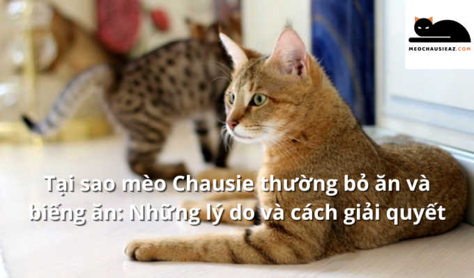 Tại sao mèo Chausie thường bỏ ăn và biếng ăn: Những lý do và cách giải quyết