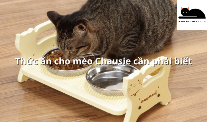 Thức ăn cho mèo Chausie cần phải biết