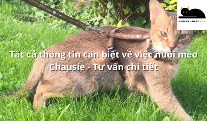 Tất cả thông tin cần biết về việc nuôi mèo Chausie - Tư vấn chi tiết