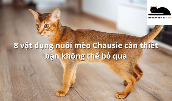 8 vật dụng nuôi mèo Chausie cần thiết bạn không thể bỏ qua