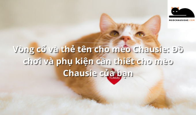 Vòng cổ và thẻ tên cho mèo Chausie: Đồ chơi và phụ kiện cần thiết cho mèo Chausie của bạn